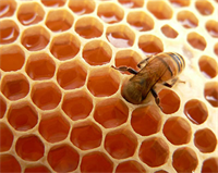 كاهش 50 درصدی تولید عسل در استان يزد