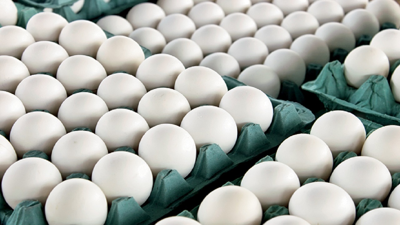 ممنوعیت دستفروشی تخم مرغ در قزوین
