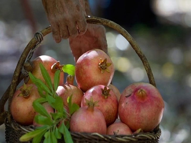 کاهش ۵٠ درصدی برداشت انار از باغات شهرستان پاوه