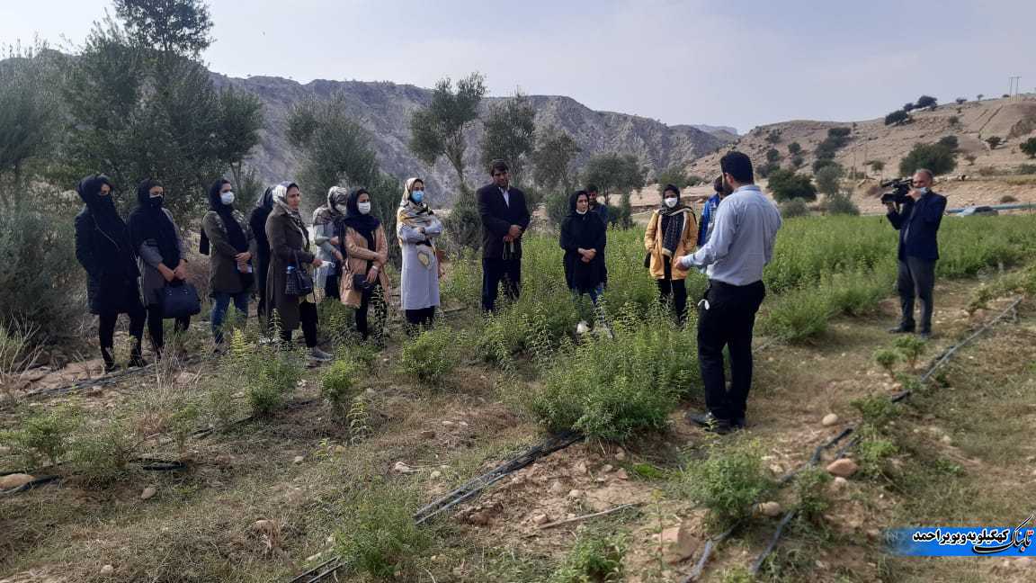 بازدید آموزشی کارشناسان و کشاورزان استان ایلام از مزارع گیاهان دارویی شهرستان لنده+تصاویر بازدید آموزشی کارشناسان و کشاورزان استان ایلام از مزارع گیاهان دارویی شهرستان لنده+تصاویر