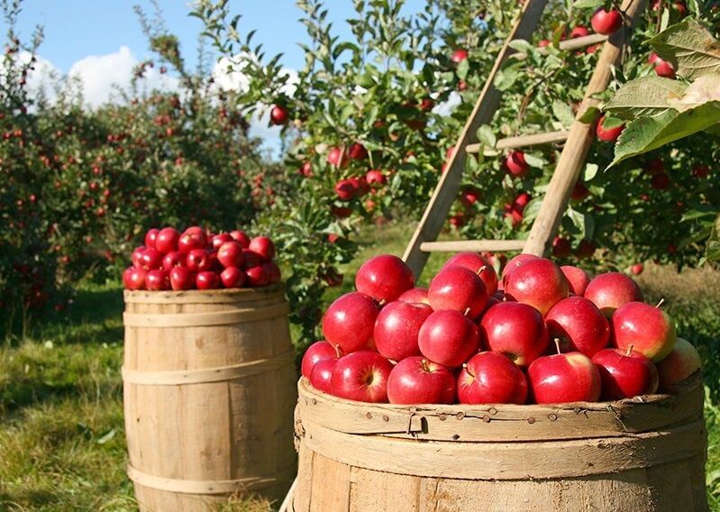 تراژدی سرخ در ارومیه؛ چرا سیب آذربایجان غربی به بار نمینشیند؟ تراژدی سرخ در ارومیه؛ چرا سیب آذربایجان غربی به بار نمینشیند؟